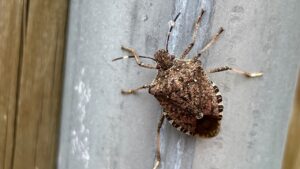 Se trovi le cimici in casa, non schiacciarle: ecco cosa fare