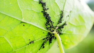 Gli insetti si nascondono nel vaso: come eliminarli
